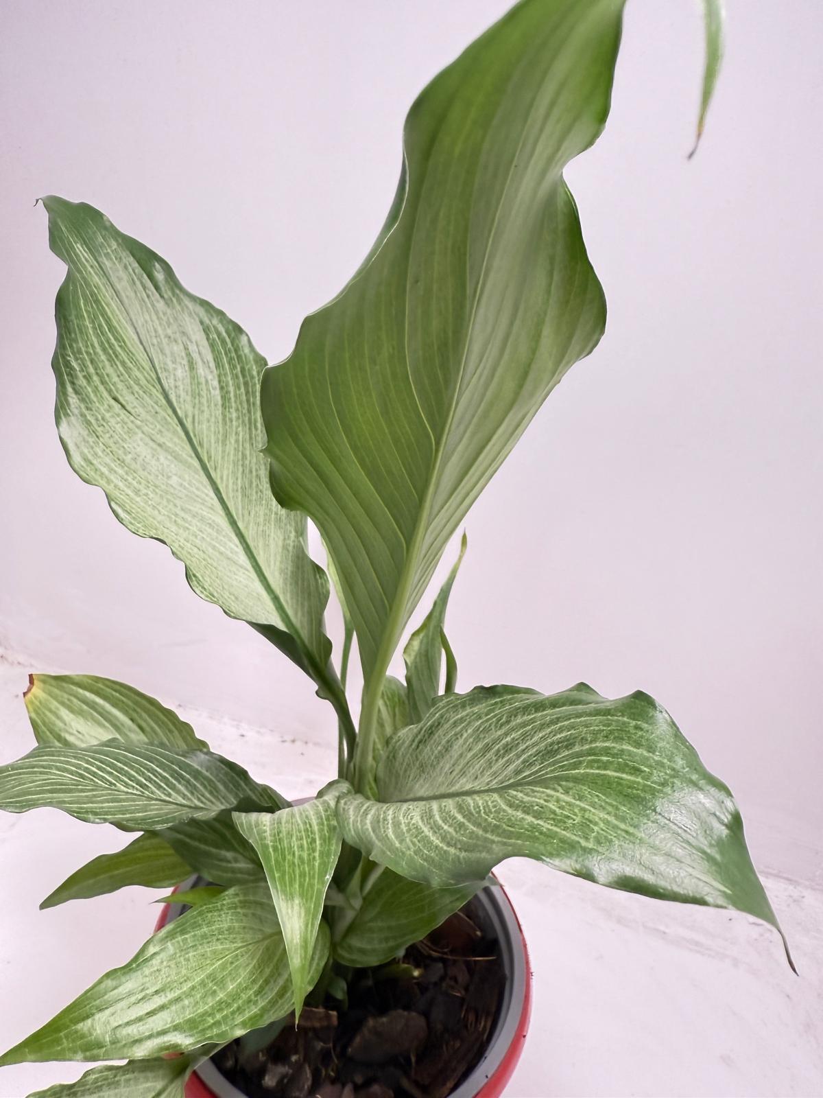 Peace Lily 'Platinum Mist' 130mm