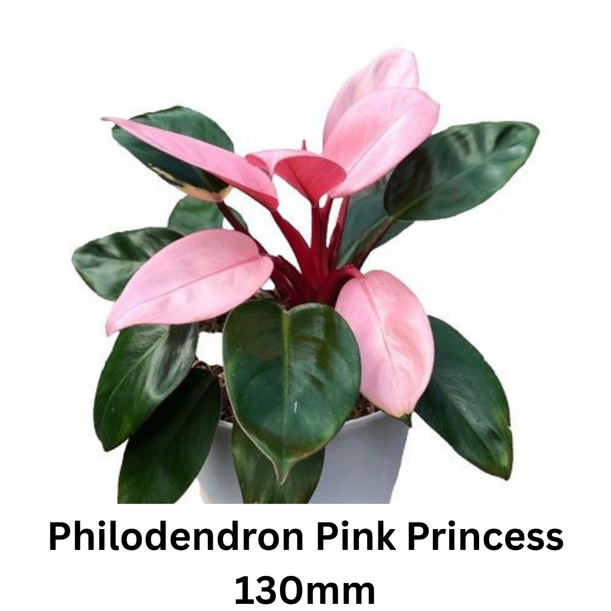 Indoor Plant Buster Pack