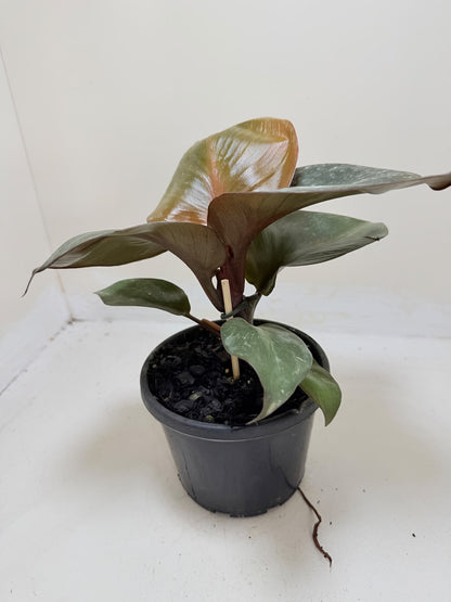 Philodendron Red Heart - 150mm