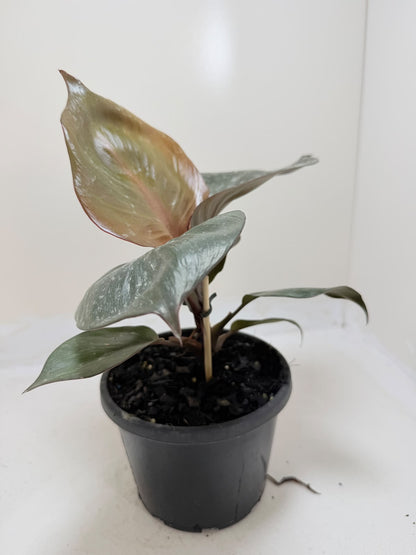 Philodendron Red Heart - 150mm