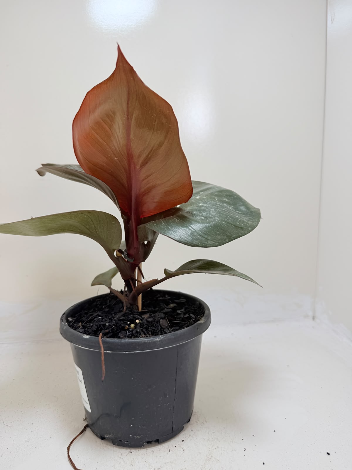Philodendron Red Heart - 150mm