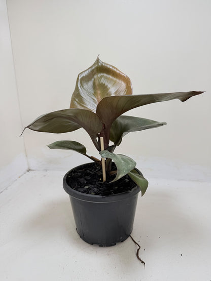 Philodendron Red Heart - 150mm