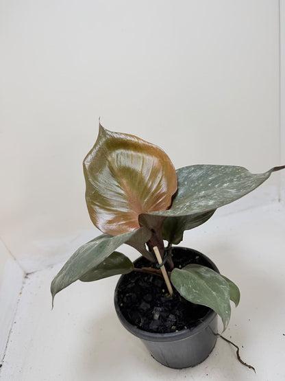 Philodendron Red Heart - 150mm