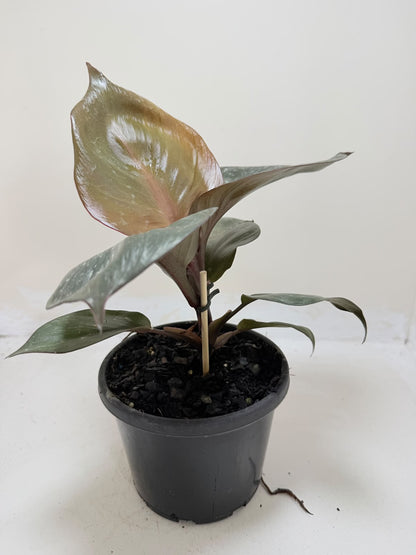 Philodendron Red Heart - 150mm