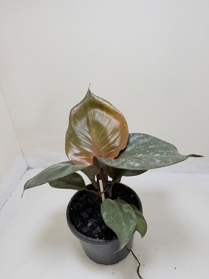 Philodendron Red Heart - 150mm