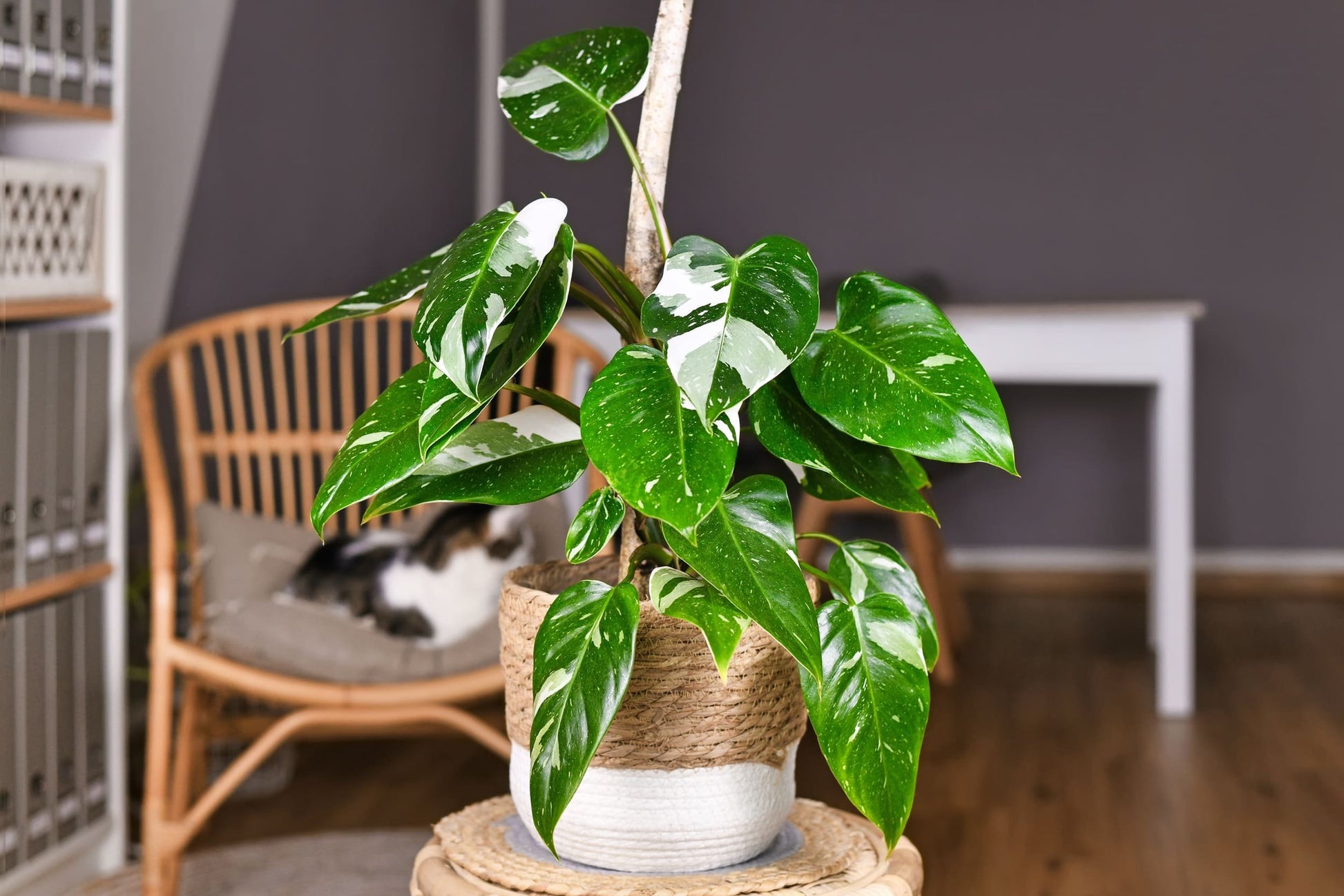 buy philodendron online australia Buy Philodendron White Princess