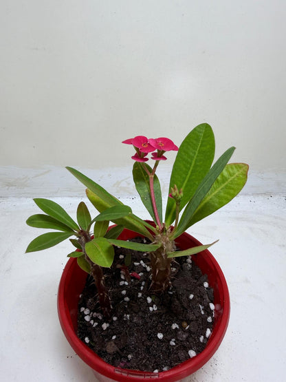 Euphorbia Milli Pink two in one #218