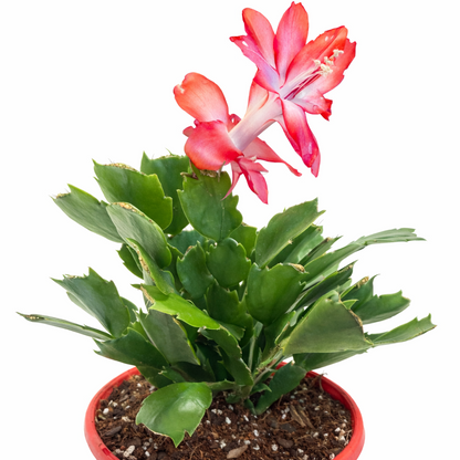 Cacti - ZygoCactus Assorted - 130mm