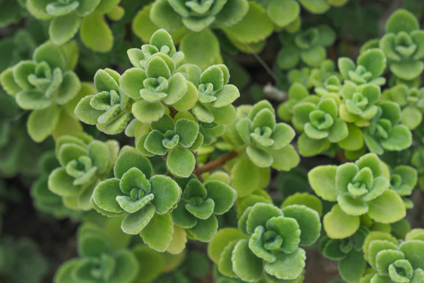 vicks plant succulent Buy Vicks Plant Plectranthus tomentosa