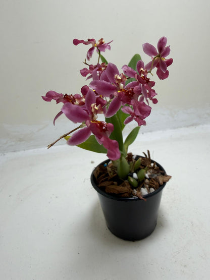 Bptcdm. Possum Woolf Oncidium