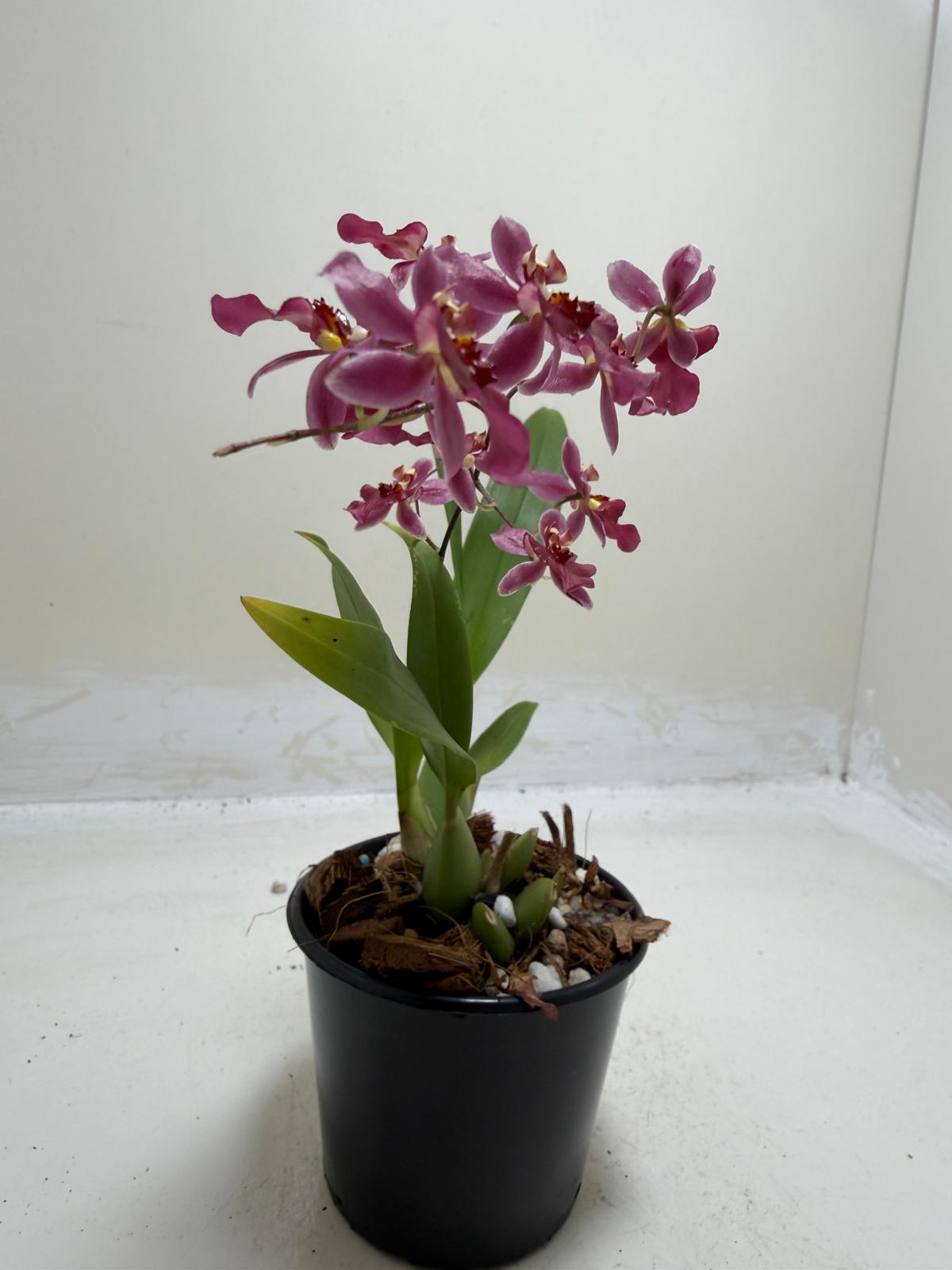 Bptcdm. Possum Woolf Oncidium