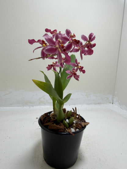 Bptcdm. Possum Woolf Oncidium