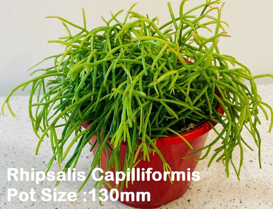 Rhipsalis Buster Pack