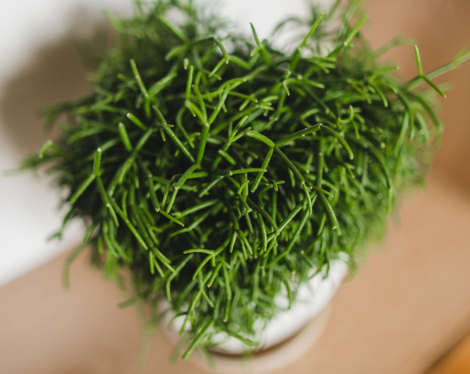 Buy Rhipsalis Plants Online | Stylish Indoor Plants – Succulents Online