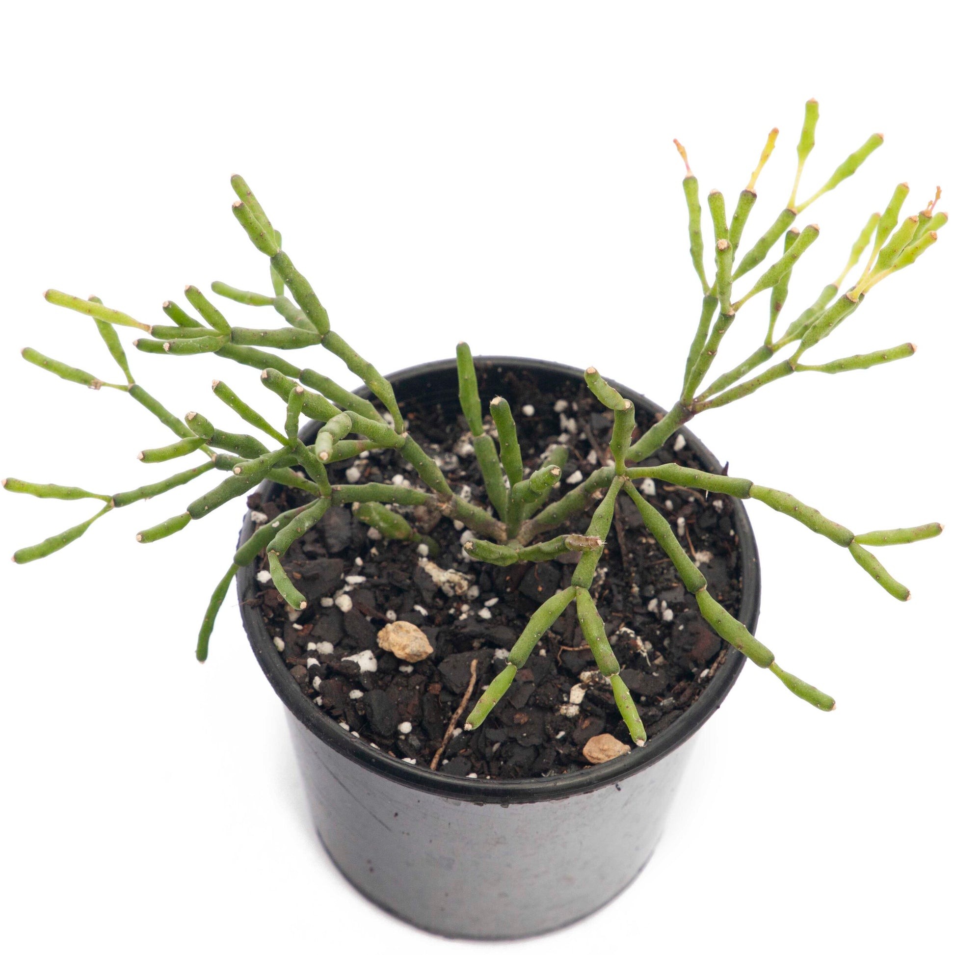hatiora succulent Buy Rhipsalis Hatiora