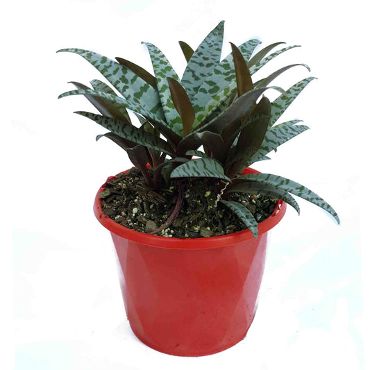 anthurium cirano Buy Anthurium Cirano