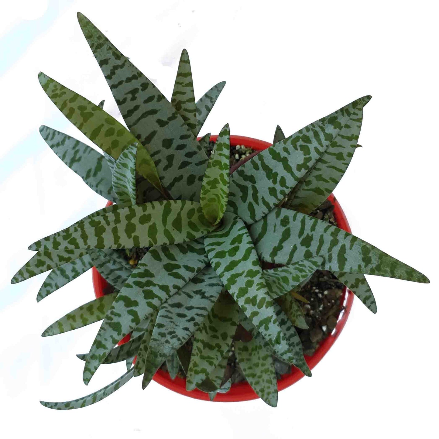 scilla succulent Buy Scilla Violacea
