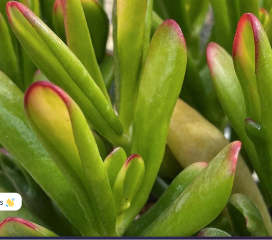 Crassula Ovata Ladyfingers