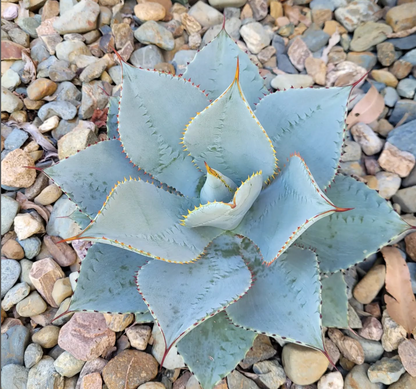 Agave Dragon Toes - Fine Tooth Form