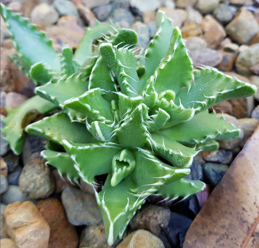 Faucaria Tiger's Jaw