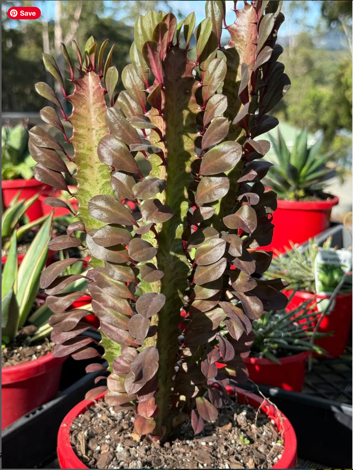 Euphorbia Trigona Purpurea 'Royal Red'