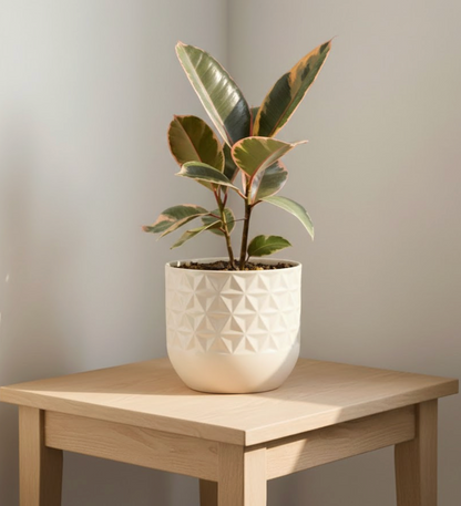 Ficus Variegated Rubber Plant 130 mmm – Cream & Green Statement Indoor Plant