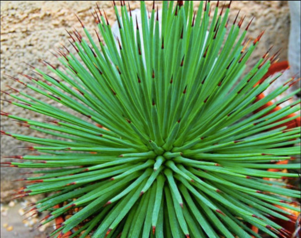 Agave stricta Nana | 130mm