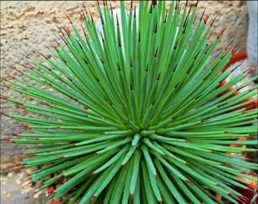 Agave stricta Nana | 130mm