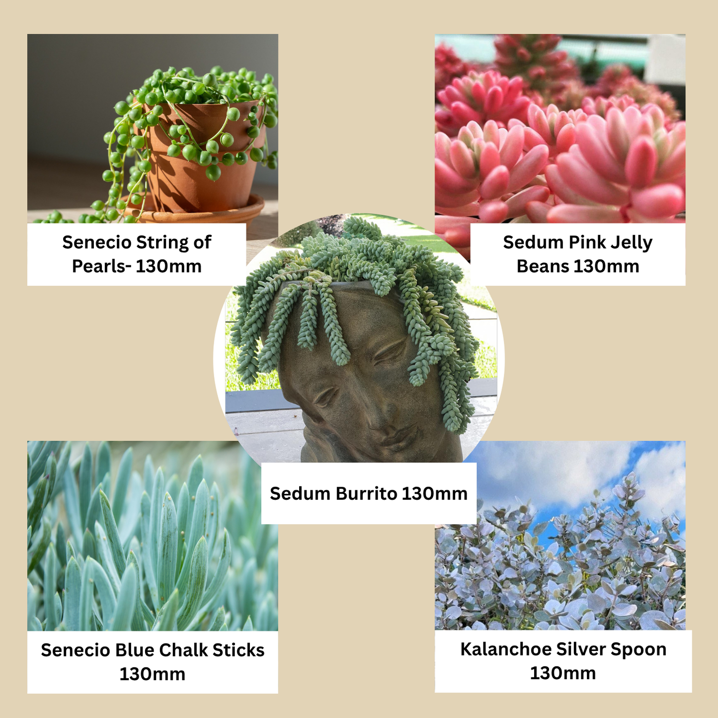 Top Picks Buster Pack