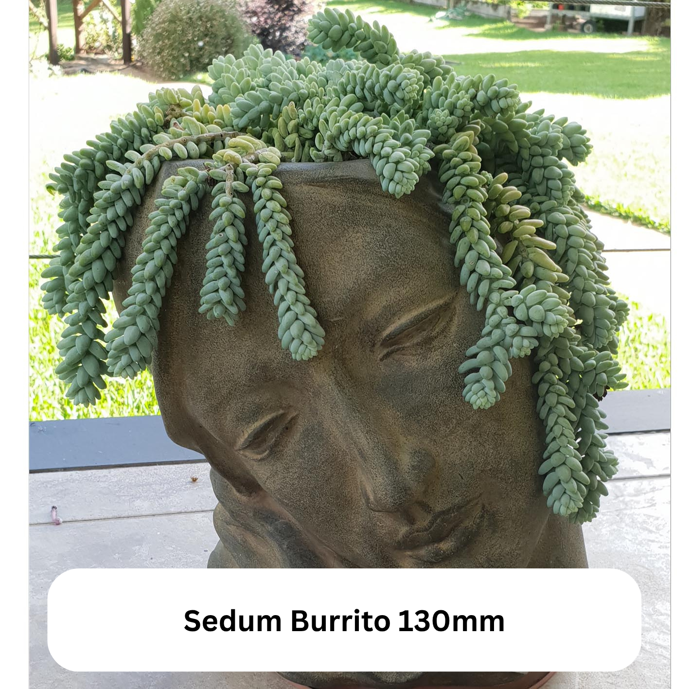 Top Picks Buster Pack