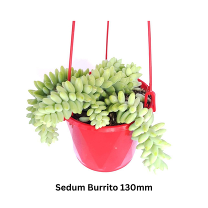 Top Picks Buster Pack