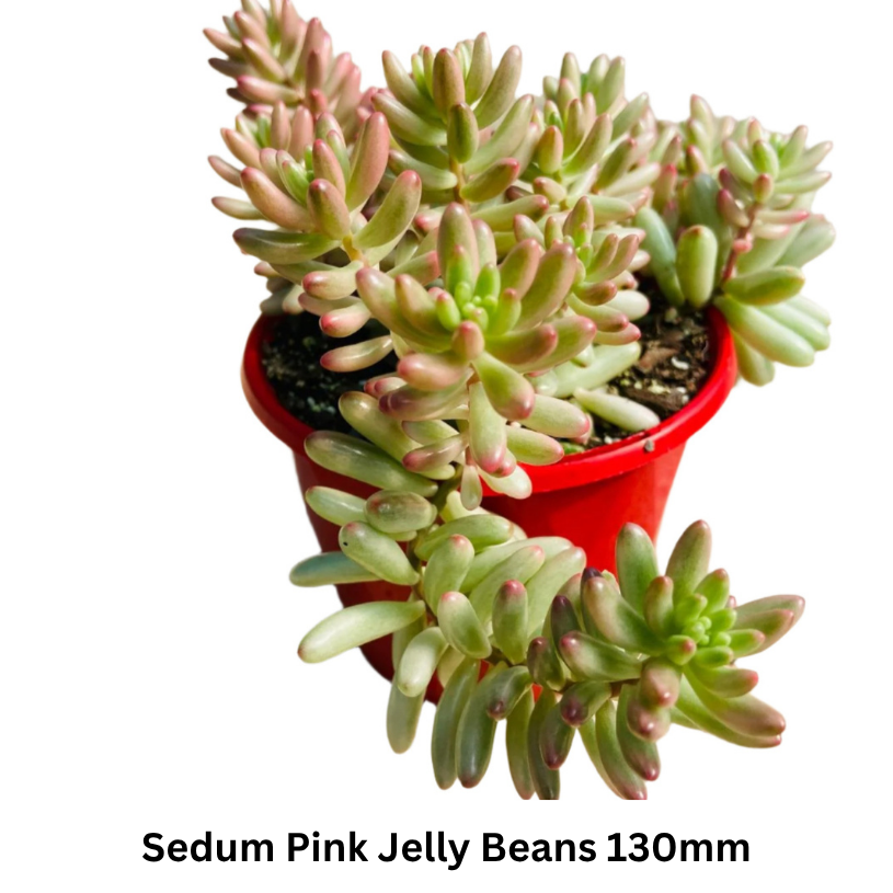 Top Picks Buster Pack