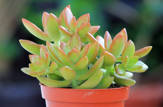 Sedum Adolphi Compact