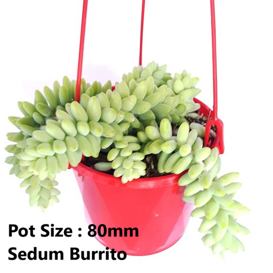 Sedum Buster Pack