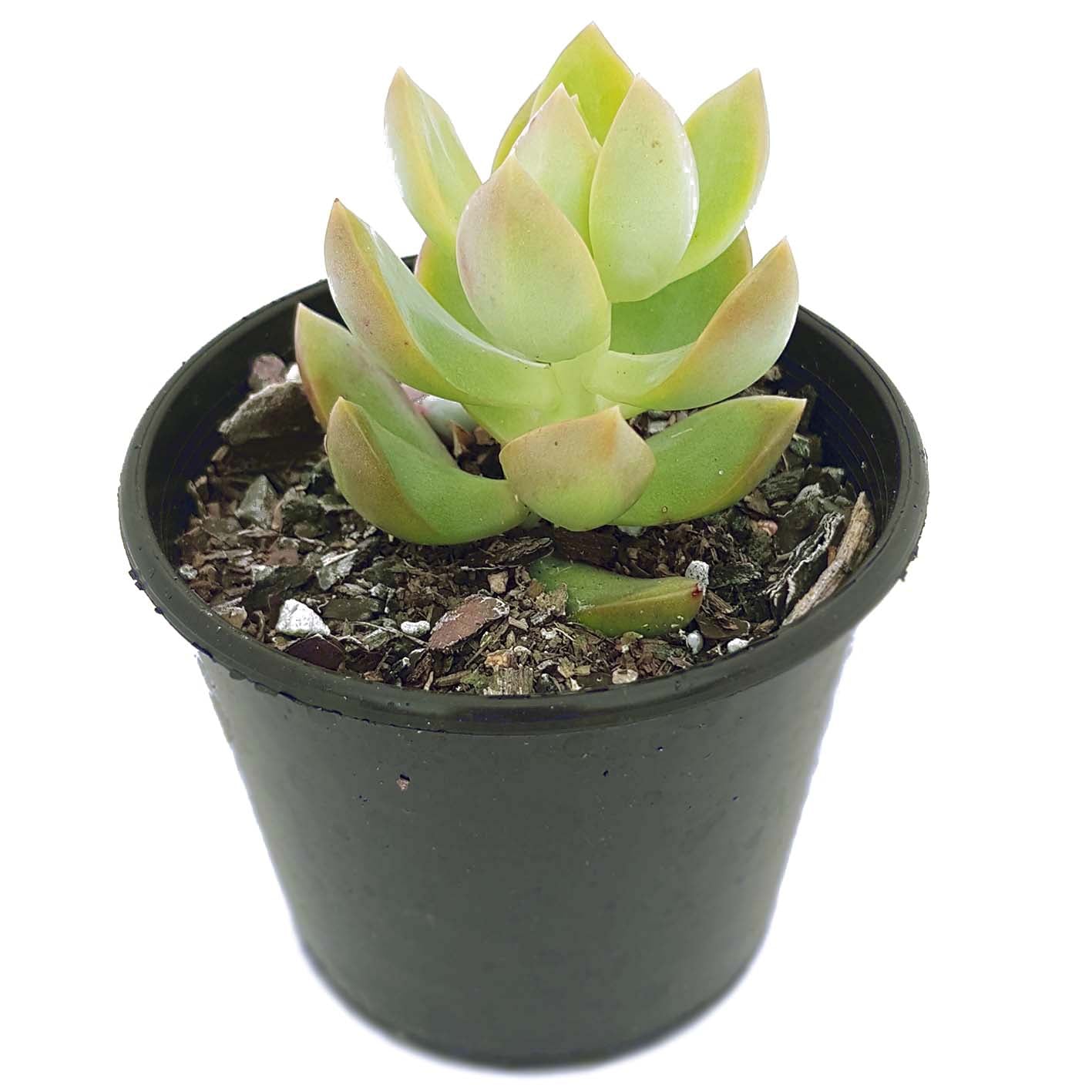 golden goddess succulent Buy Sedum Golden Goddess Succulent