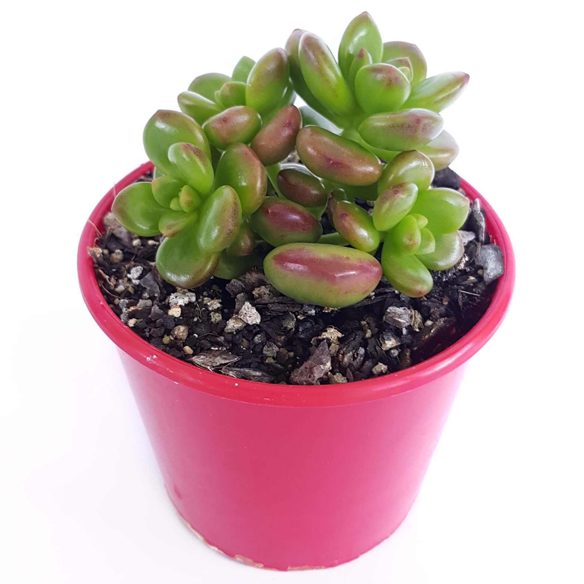 giant jelly bean succulent Buy Sedum Lucidium Giant Jelly Bean in Australia online