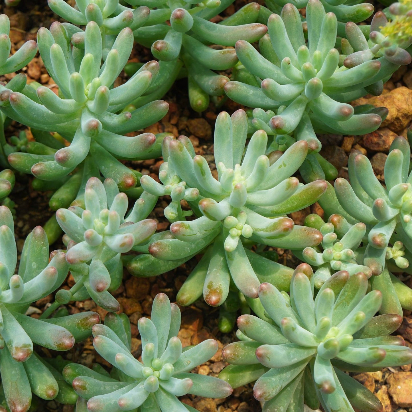 silver jelly bean succulent Sedum Pachyphyllum Silver Jelly Bean