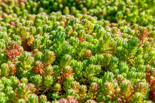Sedum rubrotinctum Jelly Bean