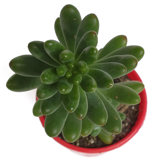 Sedum Jaspa