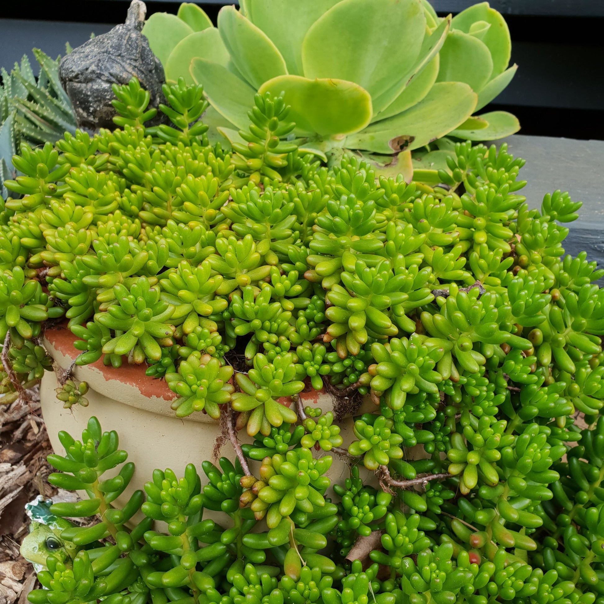jelly bean succulent types Buy Sedum Jelly Bean