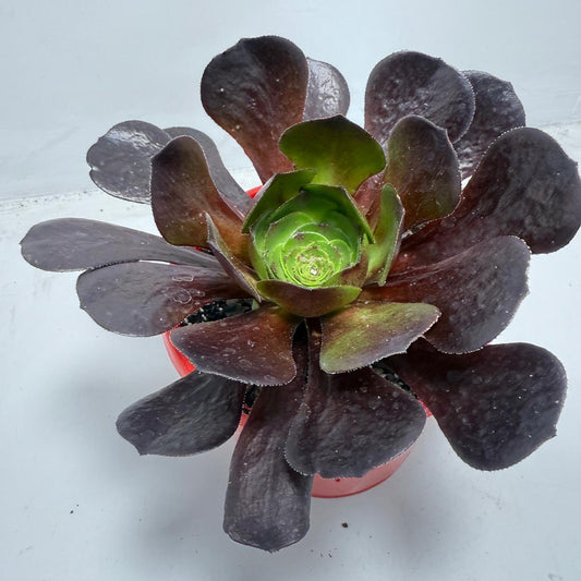 Semponium ‘Destiny’ – Unique Rosette Succulent | 130mm