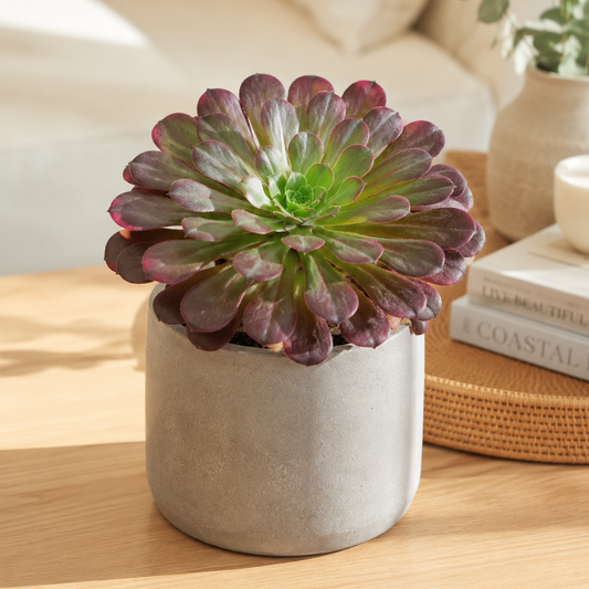 Buy Aeonium Semponium Sienna | Statement Indoor Plant