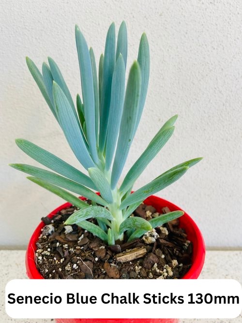 Top Picks Buster Pack