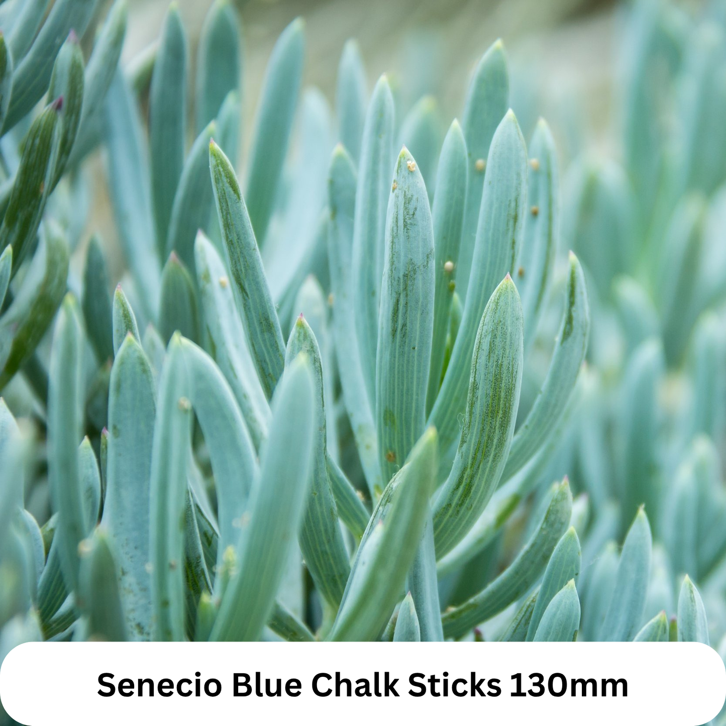 Top Picks Buster Pack