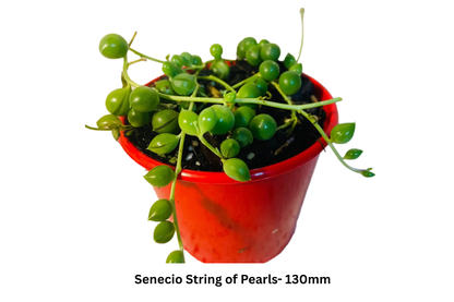 Top Picks Buster Pack