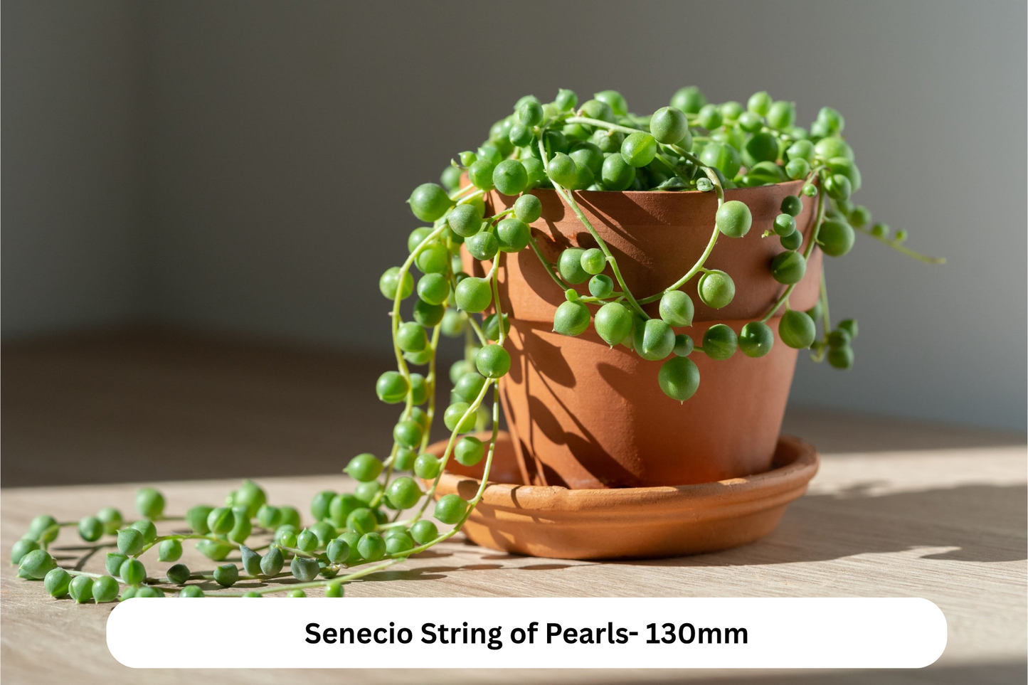 Top Picks Buster Pack