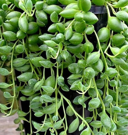 string of jade plant Buy Senecio String of Tears