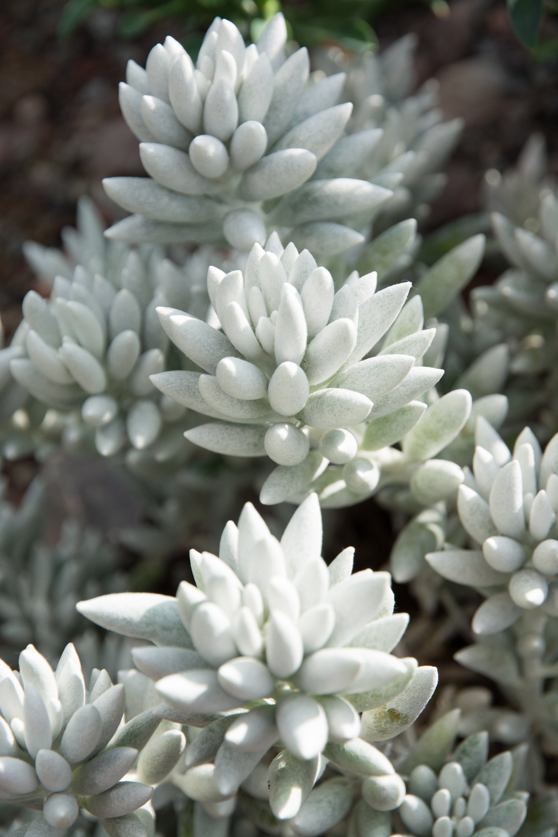 wooly succulent Buy Senecio haworthii Cocoon Plant