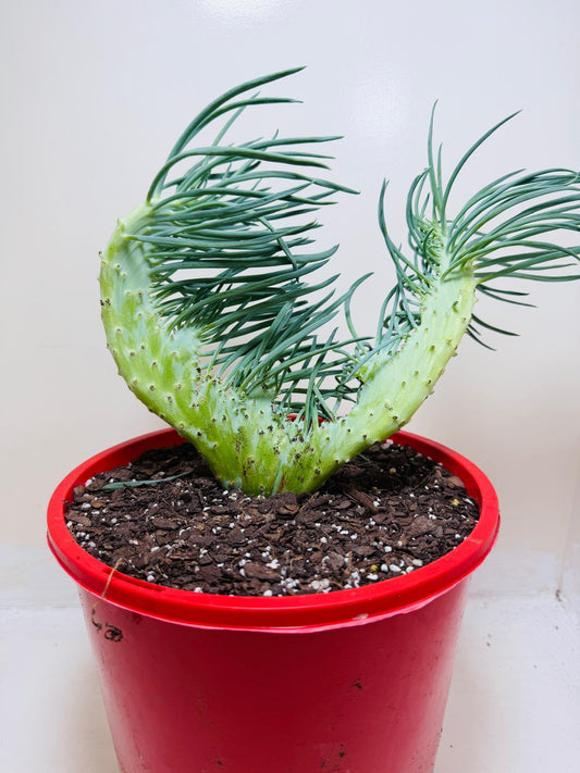 Senecio Talinoides Mermaids Tail #102