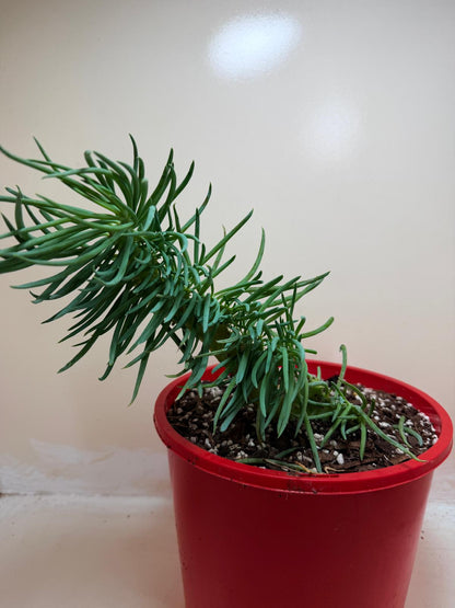 Senecio Talinoides Mermaids Tail #104